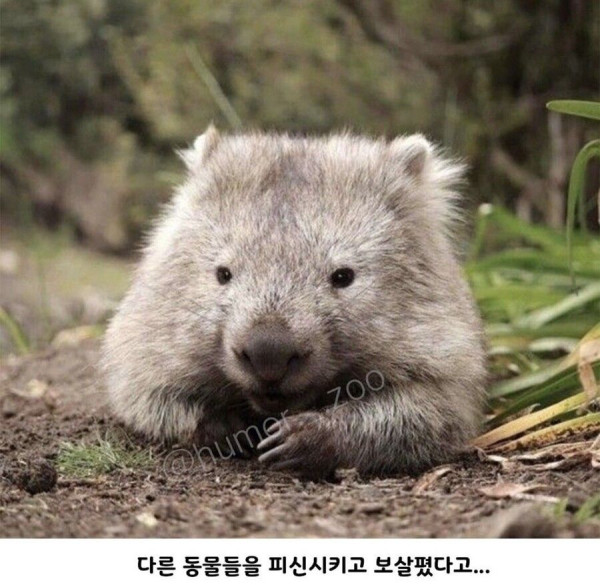 호주의 영웅